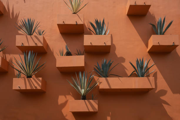 potted plant against orange wall building - garden decoration stock pictures, royalty-free photos & images
