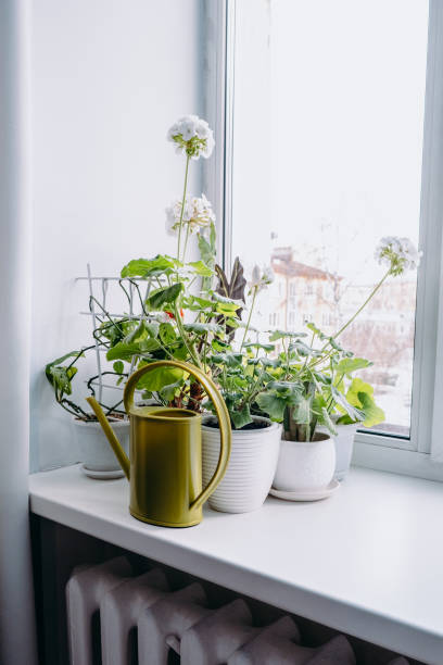 potted plants are growing in the window. - garden decoration stock pictures, royalty-free photos & images