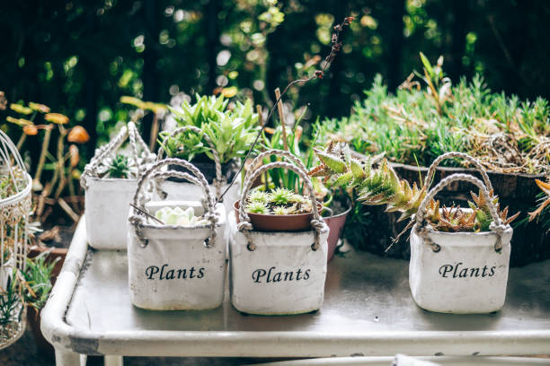 potted plants outdoors - garden decoration stock pictures, royalty-free photos & images