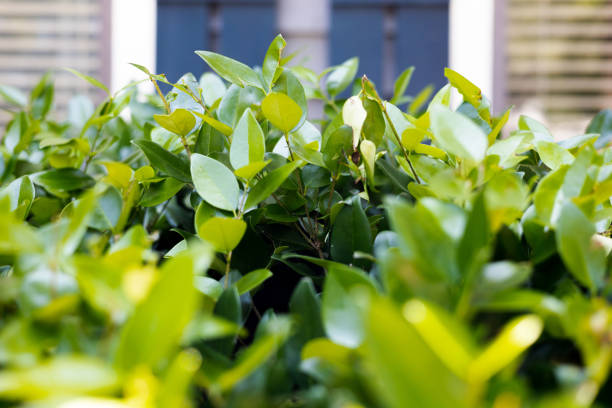 privet hedge - garden decoration stock pictures, royalty-free photos & images