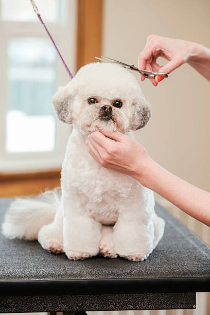 professional dog groomer in a pet salon - hairstyle stock pictures, royalty-free photos & images