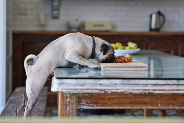puck dog stealing pastry from dinner table in kitchen - food photos et images de collection
