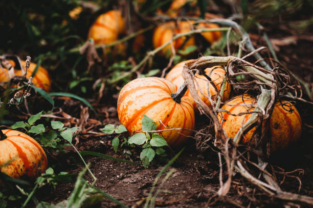 pumkin field - garden decoration stock pictures, royalty-free photos & images