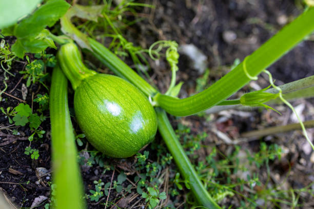 pumpkin growing on vigorous vine in vegetable garden - garden decoration stock pictures, royalty-free photos & images