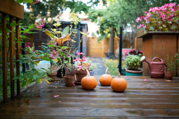 pumpkins in the backyard - garden decoration stock pictures, royalty-free photos & images