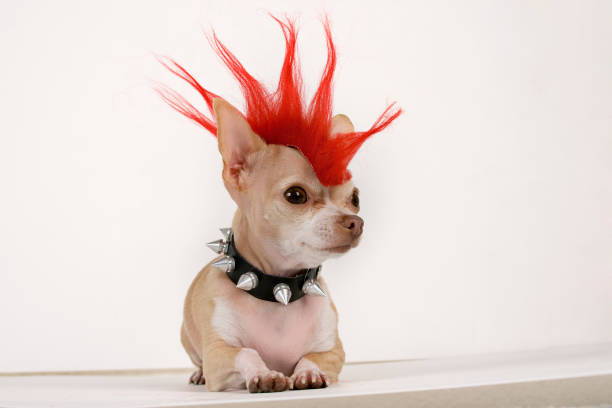 punk - hairstyle photos et images de collection