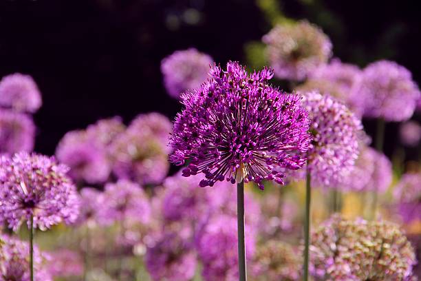 purple allium flowers - garden decoration stock pictures, royalty-free photos & images