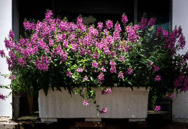 purple flower in front of door - garden decoration stockfoto's en -beelden