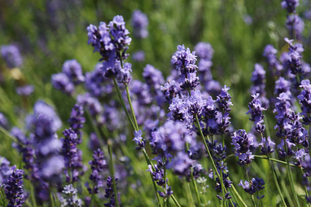purple lavender flowers against blurred meadow background - garden decoration stock pictures, royalty-free photos & images