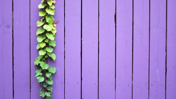 purple painted wooden palisade with ivy in montreal (canada) - garden decoration stock pictures, royalty-free photos & images