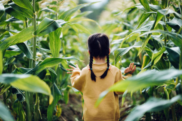 rear view of lovely little asian girl walking through corn field. she is experiencing agriculture in an organic farm and learning to respect the mother nature - food stock pictures, royalty-free photos & images