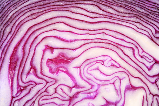 red cabbage - food stock pictures, royalty-free photos & images
