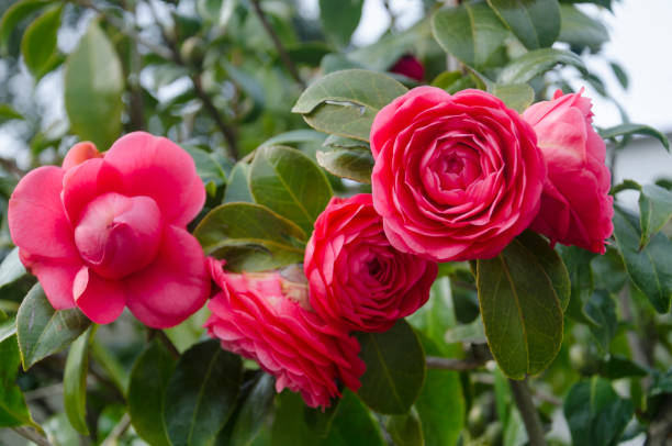 red camellia flowers - garden decoration stock-fotos und bilder
