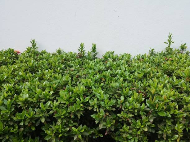 red ixora flower blossoms bush green tree on white cement wall background - garden decoration stockfoto's en -beelden