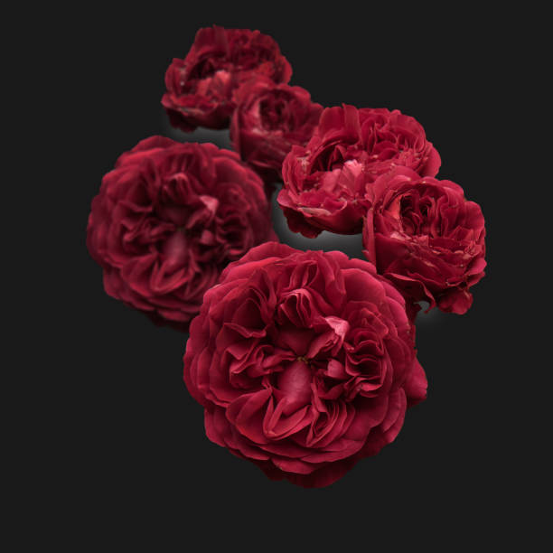 red roses - garden decoration stock pictures, royalty-free photos & images