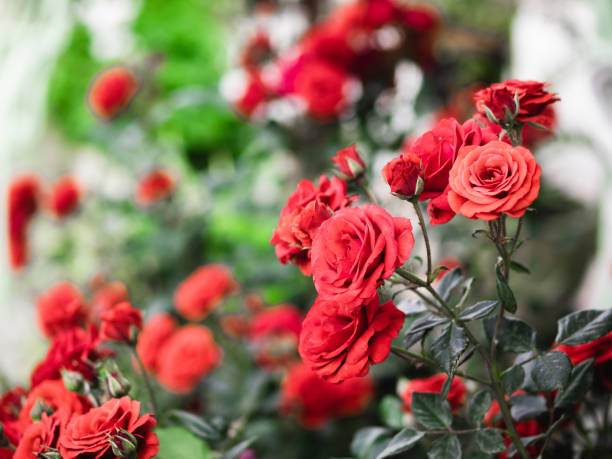 red roses garden on a blurry background - garden decoration stock pictures, royalty-free photos & images