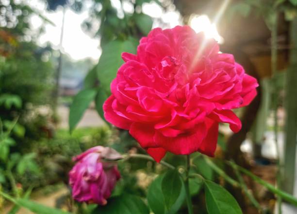 red roses grow and bloom in nature - garden decoration stock pictures, royalty-free photos & images