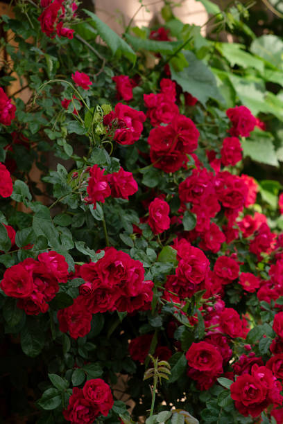 red roses in garden - garden decoration stock pictures, royalty-free photos & images
