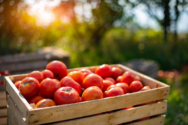 red tomatoes in the wood box under the sunlight in the morning show a freshness of fruit and vegetable in the tomato farm and beautiful bright green meadow. - garden decoration stock pictures, royalty-free photos & images