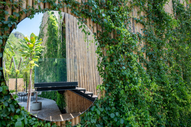reflect mirror and ivy growth cover bamboo wall - garden decoration stock pictures, royalty-free photos & images