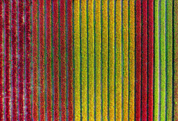 repeating pattern of colorful flowers in a row, top view or aerial view from drone - garden decoration stock pictures, royalty-free photos & images