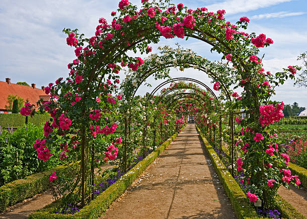 rose archway - garden decoration stock pictures, royalty-free photos & images