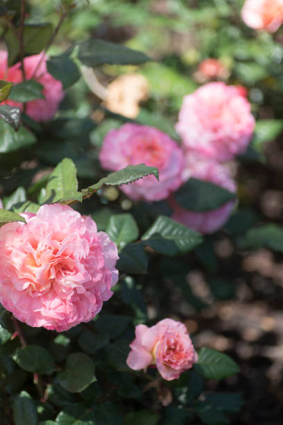 rose garden - garden decoration stock pictures, royalty-free photos & images