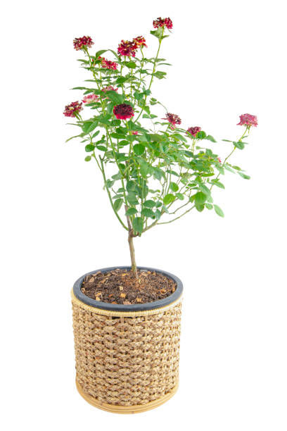 rose tree in wicker basket isolated on a white background. clipping path - garden decoration stock pictures, royalty-free photos & images