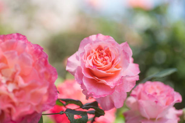 roses garden - garden decoration stock pictures, royalty-free photos & images