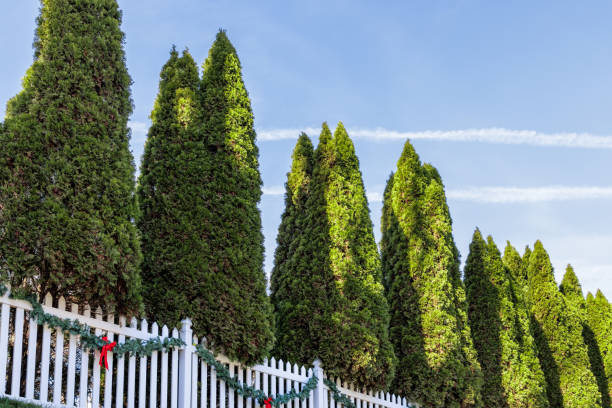 row of cypress trees - garden decoration stock pictures, royalty-free photos & images