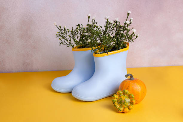 rubber blue boots with white flowers in.pumpkins near them,good as autumn backround. - garden decoration stock pictures, royalty-free photos & images