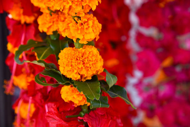 sale of flowers for worship outside of temple - garden decoration stock pictures, royalty-free photos & images