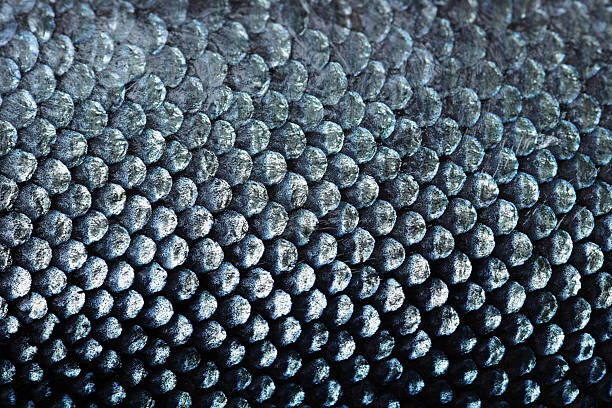 salmon scale - food stock pictures, royalty-free photos & images