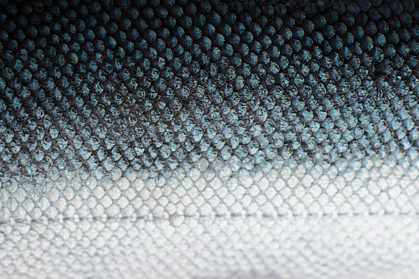 salmon scales with blue and white - food stock pictures, royalty-free photos & images