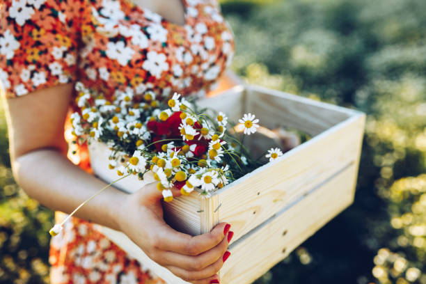 schönheit und kamille feld - garden decoration stock-fotos und bilder