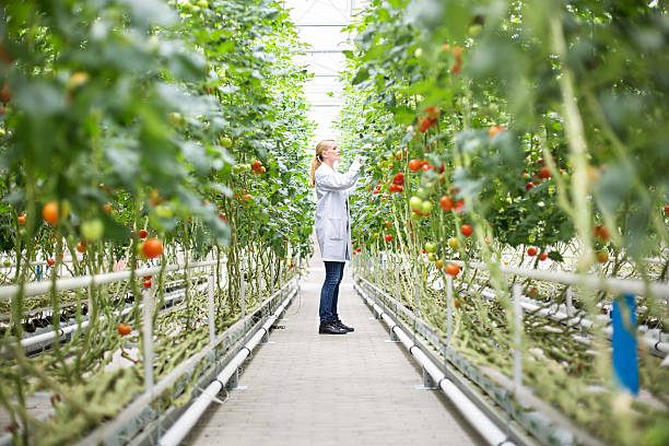 scientist inspecting tomatoes in greenhouse - food stock pictures, royalty-free photos & images