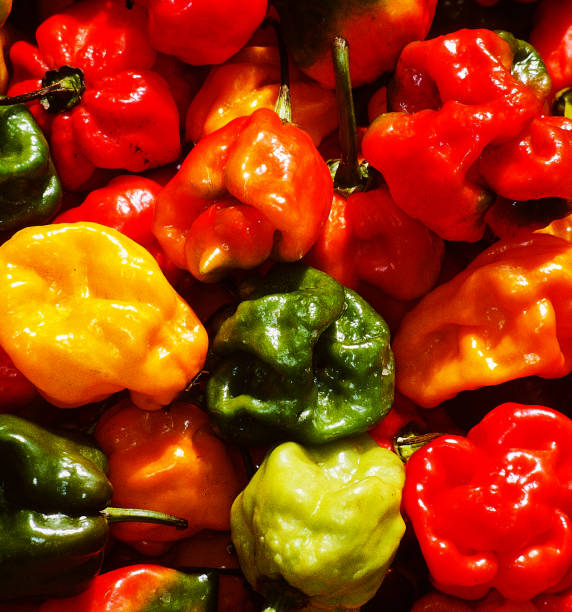 scotch bonnet habanero hot peppers - food stockfoto's en -beelden