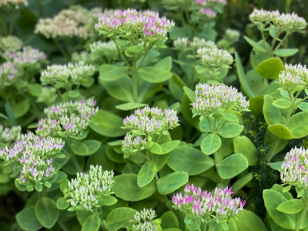 sedum blossoms - garden decoration stock pictures, royalty-free photos & images
