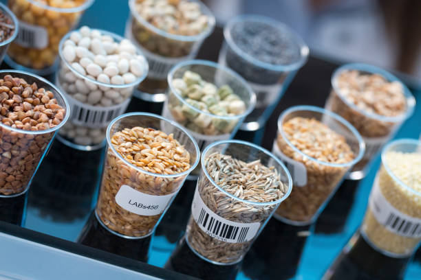 seeds and cereals in food safety laboratory - food photos et images de collection
