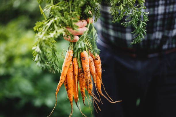 senior man with bunch of freshly harvested carrots - food stock pictures, royalty-free photos & images