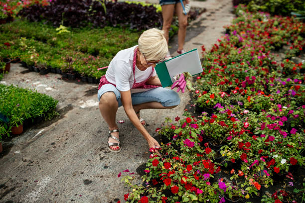 senior woman checking the quality of the plants in a greenhouse - garden decoration stock pictures, royalty-free photos & images