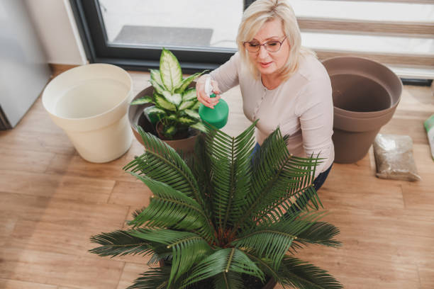 senior woman with green plants at home - garden decoration stock pictures, royalty-free photos & images