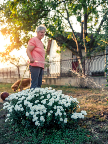 senior woman working in her garden with a plants. - garden decoration stock pictures, royalty-free photos & images