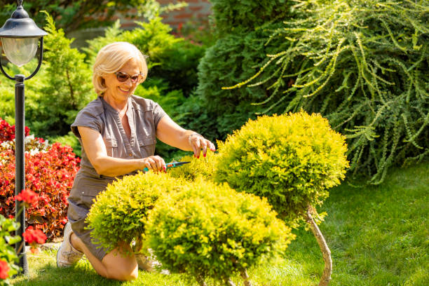 seniorin schneiden trimmen zweige im garten arbeit. aktive seniorin im garten. - garden decoration stock-fotos und bilder