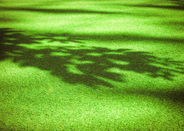 shadow of a tree on the green grass lawn - garden decoration stock pictures, royalty-free photos & images