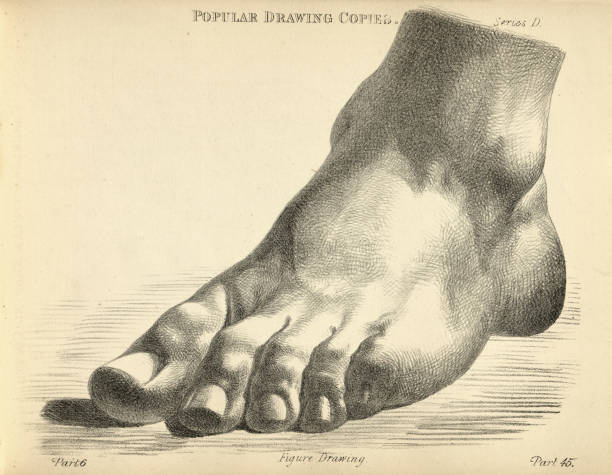 sketching foot standing flat, victorian art figure drawing copies 19th century - nails art stock illustrations
