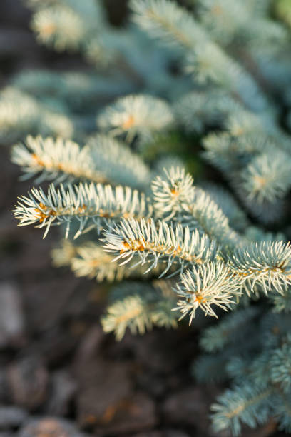 small blue spruce grow in garden in summer. fir tree and copy space - garden decoration stock pictures, royalty-free photos & images