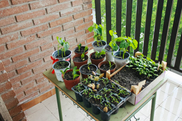 small urban vegetable seedbed - garden decoration stockfoto's en -beelden