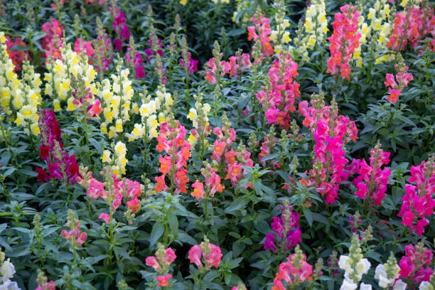 snapdragon diversity - garden decoration stock pictures, royalty-free photos & images
