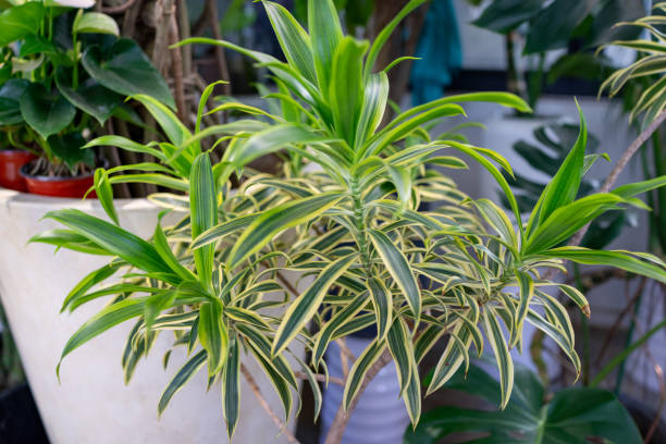 song of india dracaena reflexa - garden decoration stock pictures, royalty-free photos & images
